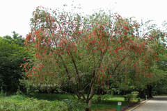 Callistemon viminalis